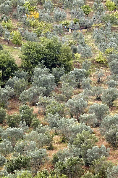Olive trees on hillside, near Montalcino, Italy, Tuscany