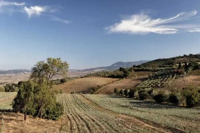 Framed Print : Olive trees and vineyards, Tuscany, Italy Framed Print : Olive trees and vineyards, Tuscany, Italy