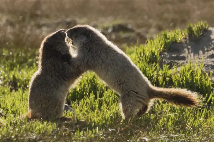 Framed Print : Olympic marmot youngsters playing
