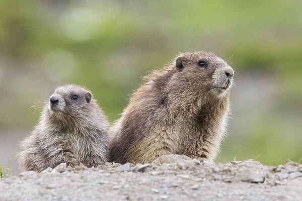 Olympic marmots, parent and youngster