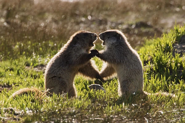 Olympic Marmots youngsters playing