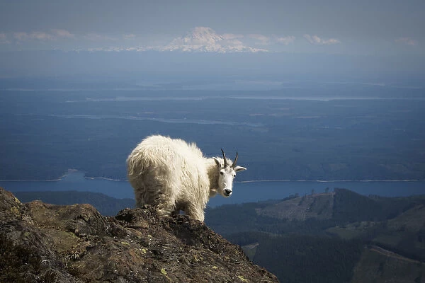 Olympic National Forest, Mount Ellinore. Mountain goat with Mount Rainier in background