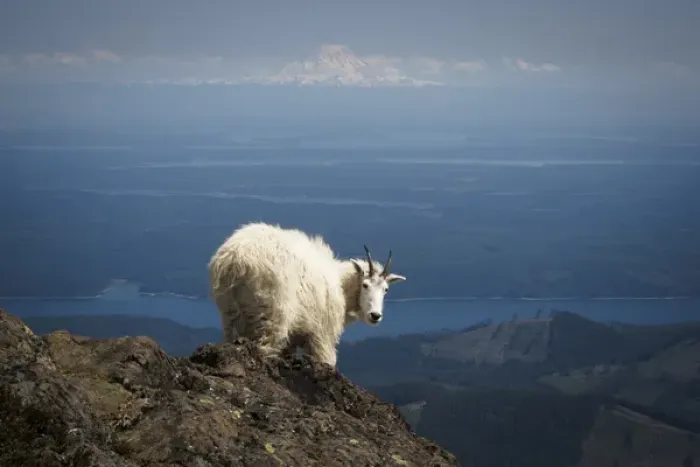 Framed Print : Olympic National Forest, Mount Ellinore. Mountain goat with Mount Rainier in background Framed Print : Olympic National Forest, Mount Ellinore. Mountain goat with Mount Rainier in background