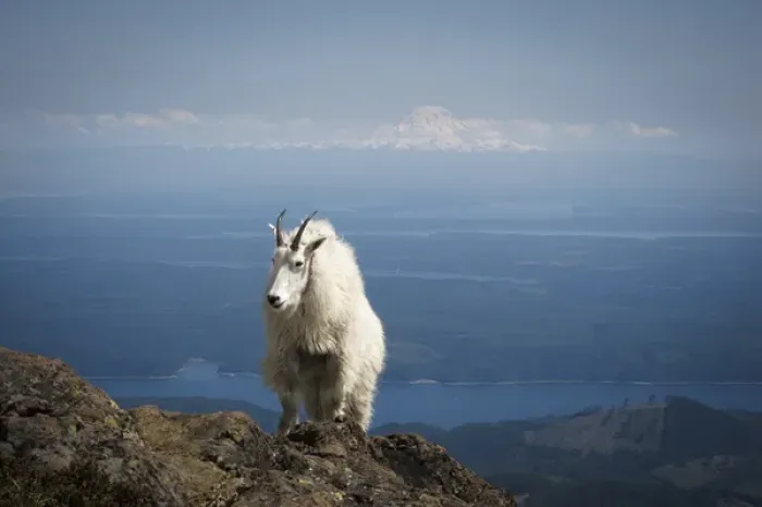 Framed Print : Olympic National Forest, Mount Ellinore. Mountain goat with Mount Rainier in background Framed Print : Olympic National Forest, Mount Ellinore. Mountain goat with Mount Rainier in background