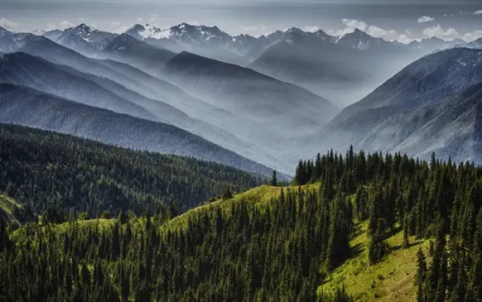 Framed Print : Olympic National Park, USA - Hurricane Ridge - Fog layers melt revealing the depth Framed Print : Olympic National Park, USA - Hurricane Ridge - Fog layers melt revealing the depth