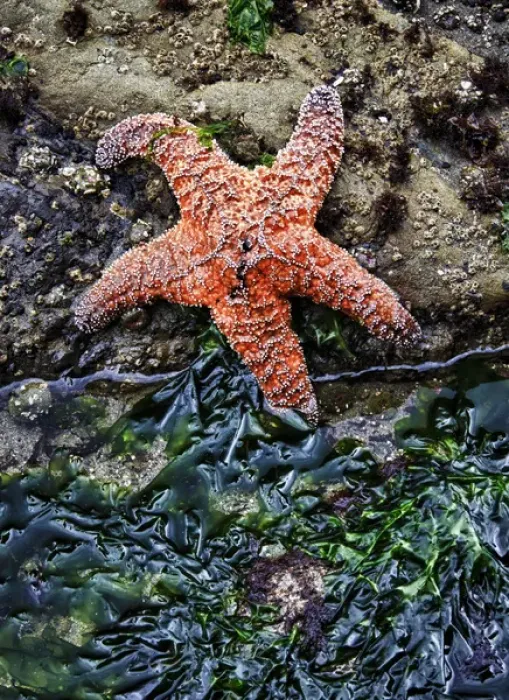 Framed Print : Olympic National Park, USA, Second Beach - Ochre Sea Star and seaweed Framed Print : Olympic National Park, USA, Second Beach - Ochre Sea Star and seaweed