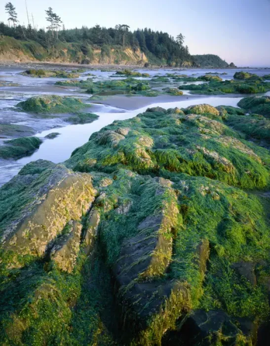 Framed Print : Olympic National Park, Washington. USA. Seaweed on rocks, low tide near Cape Alava Framed Print : Olympic National Park, Washington. USA. Seaweed on rocks, low tide near Cape Alava