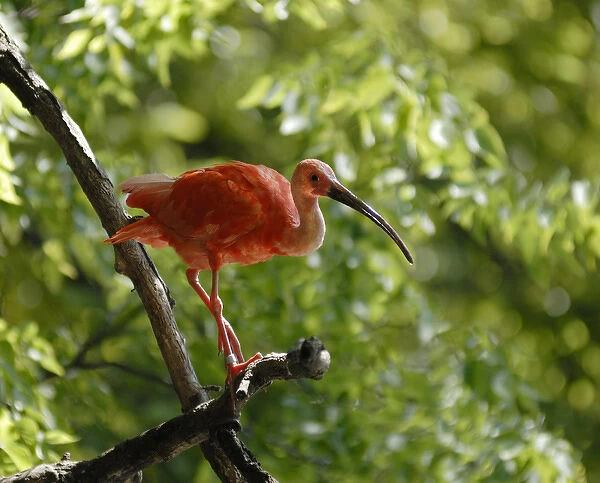 Omahas Henry Doorly Zoo. Scarlet Ibis