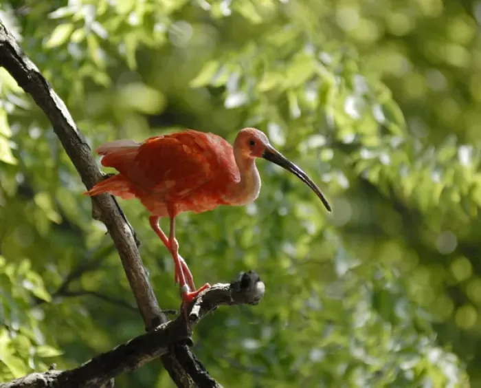 Framed Print : Omahas Henry Doorly Zoo. Scarlet Ibis