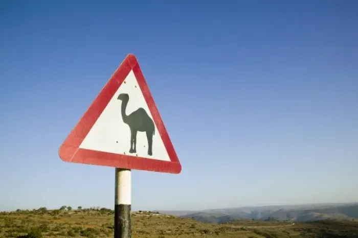 Framed Print : Oman, Dhofar Region, Salalah. Camel Crossing Sign in the Dhofar Mountains / Morning Framed Print : Oman, Dhofar Region, Salalah. Camel Crossing Sign in the Dhofar Mountains / Morning