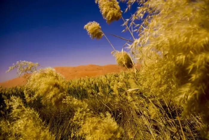Framed Print : Oman, Rub Al Khali desert Framed Print : Oman, Rub Al Khali desert