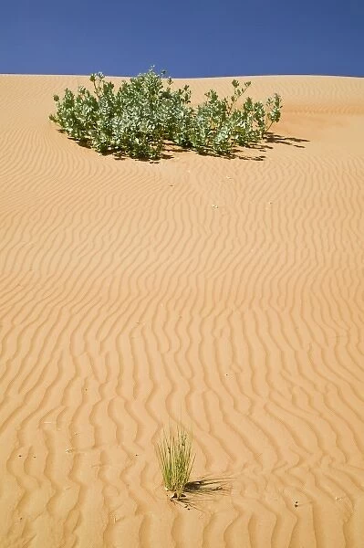 Oman, Sharqiya Region, Al Minitrib. The Sharqiya  /  Wahiba Sand Dunes