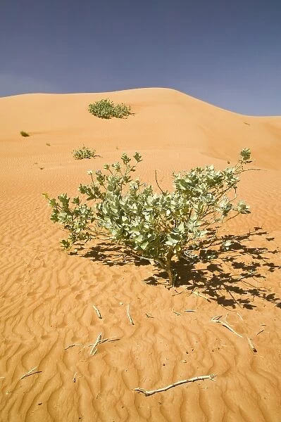 Oman, Sharqiya Region, Al Minitrib. The Sharqiya  /  Wahiba Sand Dunes