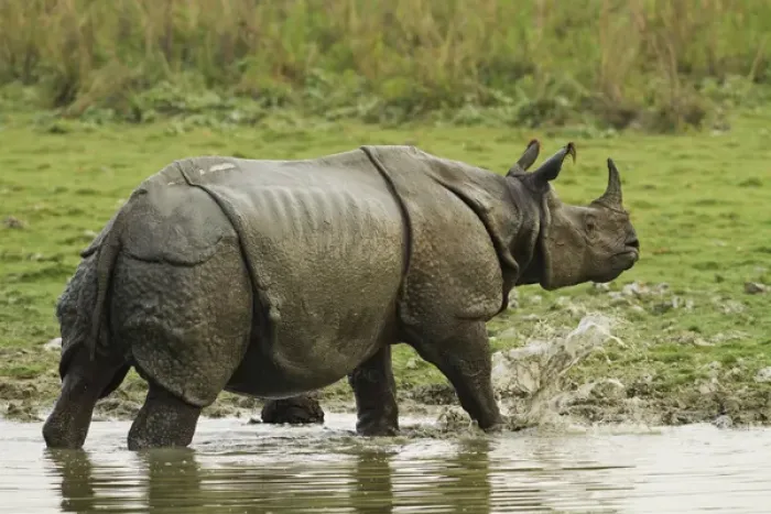 Framed Print : One-horned Rhinoceros, coming out of jungle pond, Kaziranga National Park, India Framed Print : One-horned Rhinoceros, coming out of jungle pond, Kaziranga National Park, India