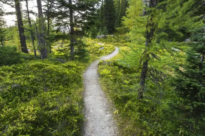 Framed Print : The Opabin Plateau trail above Lake O hara, Yoho National Park, British Columbia Framed Print : The Opabin Plateau trail above Lake O hara, Yoho National Park, British Columbia