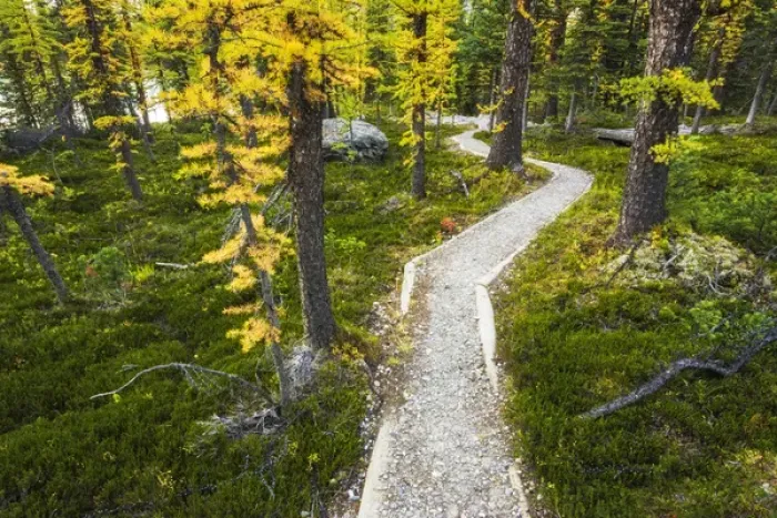 Framed Print : The Opabin Plateau trail above Lake O hara, Yoho National Park, British Columbia