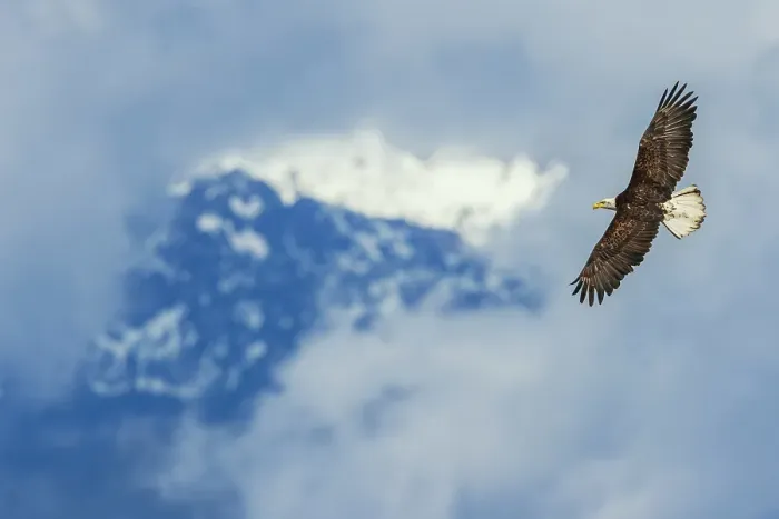 Framed Print : Opening through the clouds, bald eagle flying, Washington State