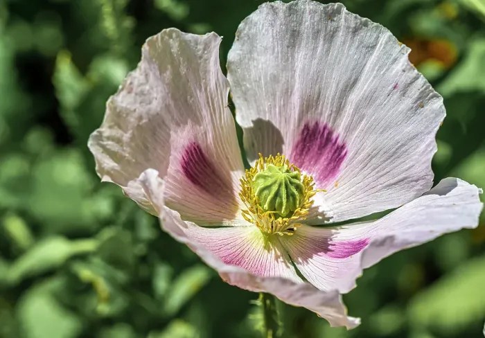 Framed Print : Opium poppy