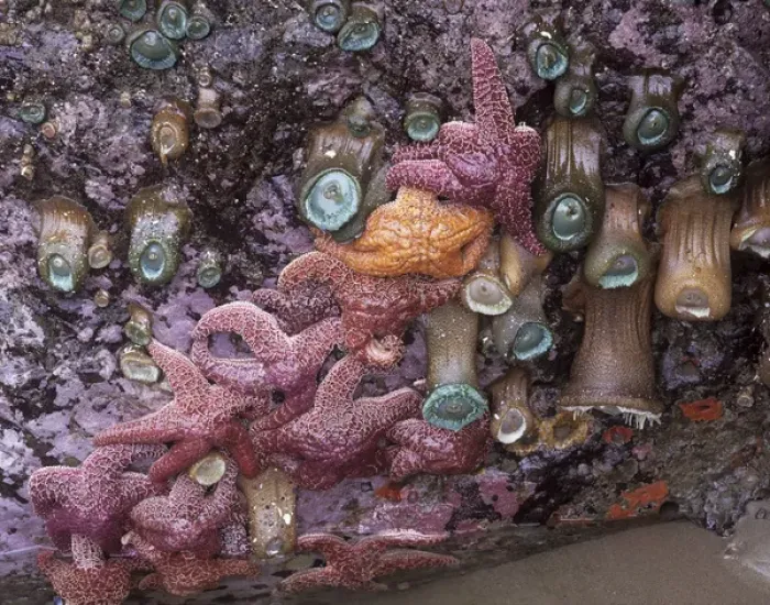 Framed Print : OR, Bandon, Ochre Sea Stars and Green Sea Anemones
