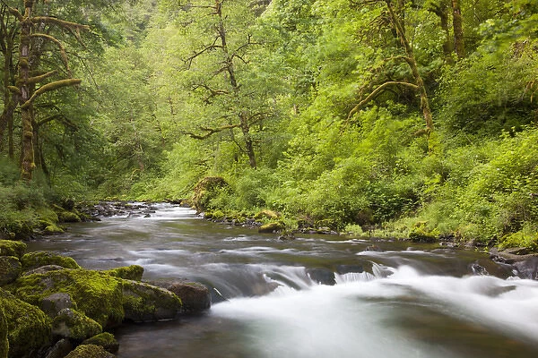 OR, Columbia River Gorge National Scenic Area, Tanner Creek