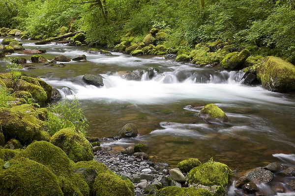 OR, Columbia River Gorge National Scenic Area, Tanner Creek