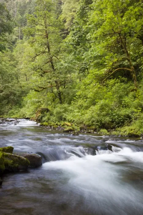 Framed Print : OR, Columbia River Gorge National Scenic Area, Tanner Creek Framed Print : OR, Columbia River Gorge National Scenic Area, Tanner Creek