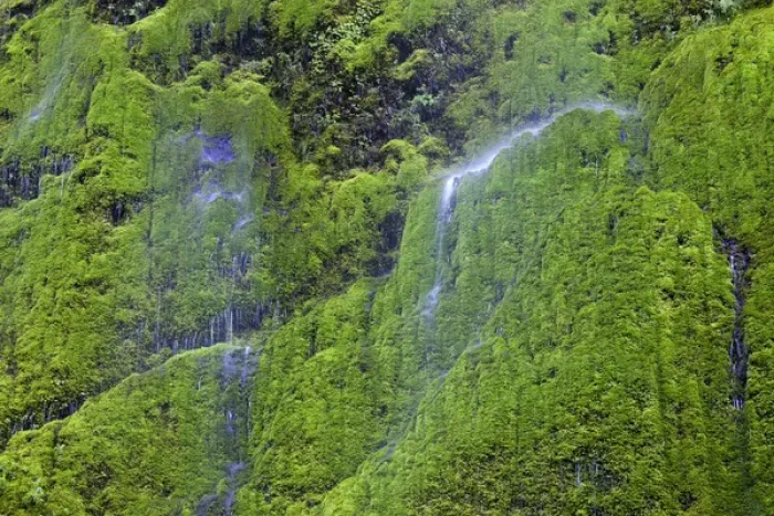 Framed Print : OR, Columbia River Gorge National Scenic Area, Water softly cascading over moss covered Framed Print : OR, Columbia River Gorge National Scenic Area, Water softly cascading over moss covered