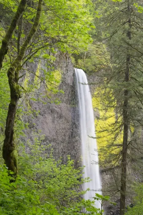 Framed Print : OR, Columbia River Gorge National Scenic Area, Latourell Falls