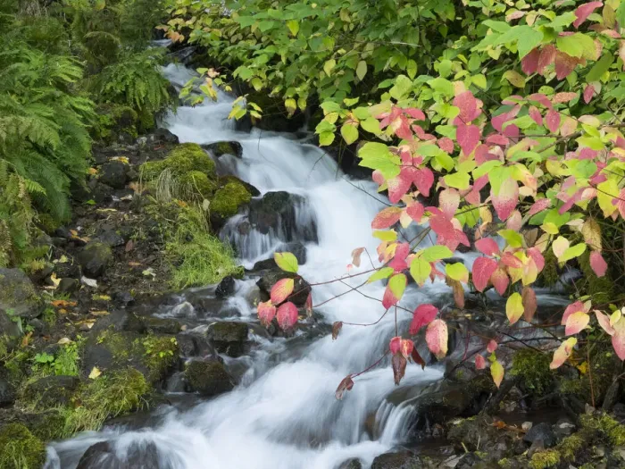 Framed Print : OR, Columbia River Gorge National Scenic Area, Wahkeena Creek Framed Print : OR, Columbia River Gorge National Scenic Area, Wahkeena Creek