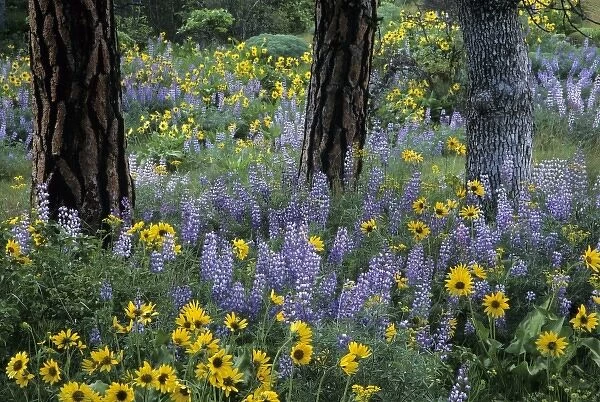 OR, Columbia River Gorge, Rowena, balsamroot and lupine flowers with Pacific Ponderosa Pine