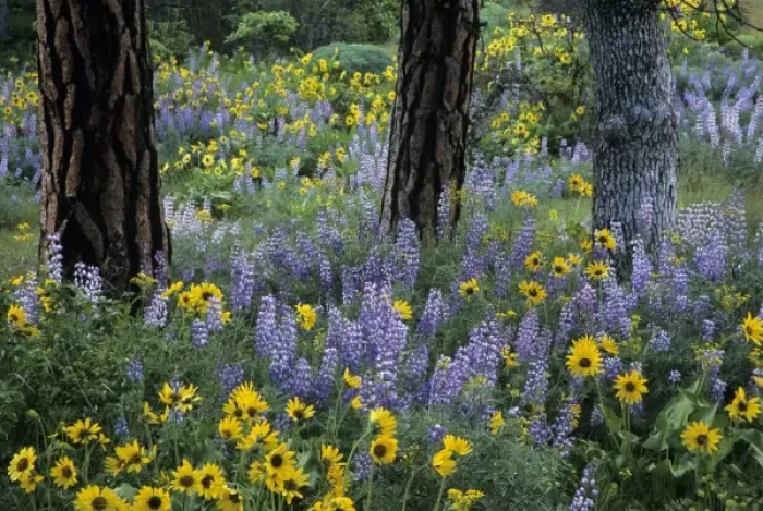 Framed Print : OR, Columbia River Gorge, Rowena, balsamroot and lupine flowers with Pacific Ponderosa Pine Framed Print : OR, Columbia River Gorge, Rowena, balsamroot and lupine flowers with Pacific Ponderosa Pine