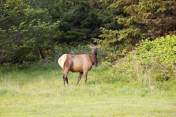 OR, Ecola State Park, elk