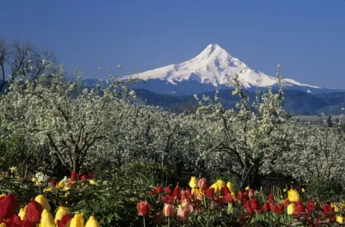 Framed Print : OR, Hood River Valley near Hood River, Mt. Hood with orchard and tulips Framed Print : OR, Hood River Valley near Hood River, Mt. Hood with orchard and tulips