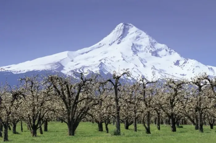 Framed Print : OR, Hood River Valley near Hood River, Mt. Hood with orchard in bloom
