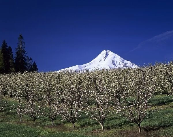 OR, Hood River Valley near Hood River, Mt. Hood with pear orchard in bloom