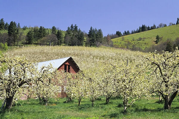 OR, Hood River Valley, Orchard in bloom with barn