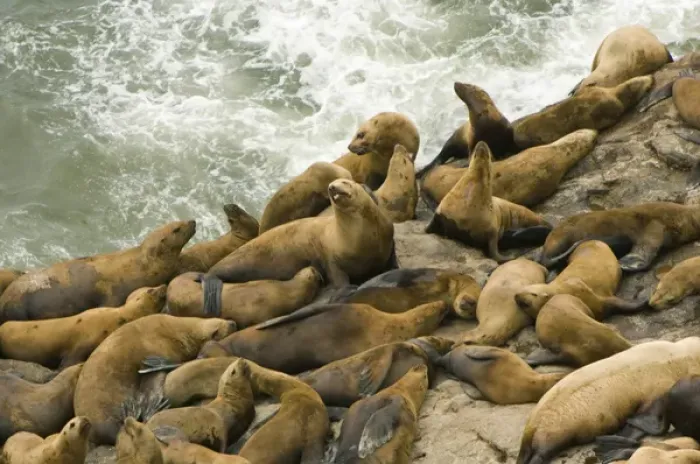 Framed Print : OR, near Florence, Stellar Sea Lions (Eumetopias jubatus)