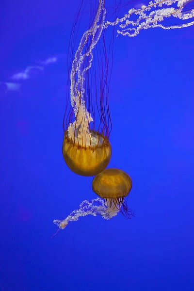 OR, Newport, Oregon Coast Aquarium, Pacific Sea Nettle Jellyfish (Chrysaora quinquecirrh)