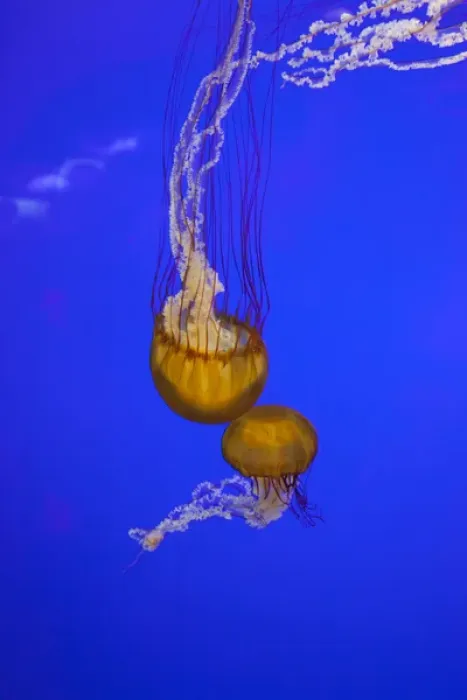 Framed Print : OR, Newport, Oregon Coast Aquarium, Pacific Sea Nettle Jellyfish (Chrysaora quinquecirrh)