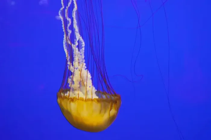 Framed Print : OR, Newport, Oregon Coast Aquarium, Pacific Sea Nettle Jellyfish (Chrysaora quinquecirrh) Framed Print : OR, Newport, Oregon Coast Aquarium, Pacific Sea Nettle Jellyfish (Chrysaora quinquecirrh)