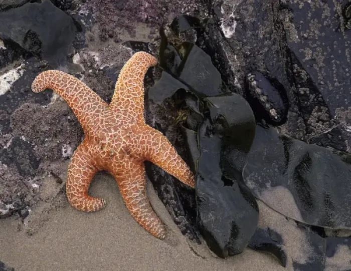 Framed Print : OR, Oregon Coast, Bandon, Ochre sea star and kelp