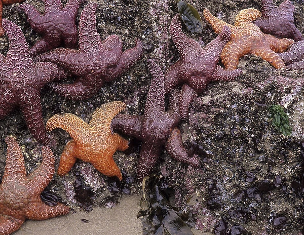 OR, Oregon Coast, Bandon, Ochre sea stars