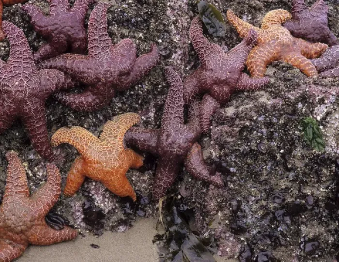 Framed Print : OR, Oregon Coast, Bandon, Ochre sea stars