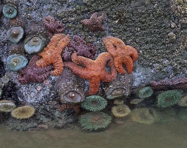 OR, Oregon Coast, Bandon, ochre sea stars and green sea anemones