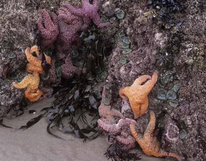 Framed Print : OR, Oregon Coast, Bandon, Ochre sea stars and green sea anemones Framed Print : OR, Oregon Coast, Bandon, Ochre sea stars and green sea anemones