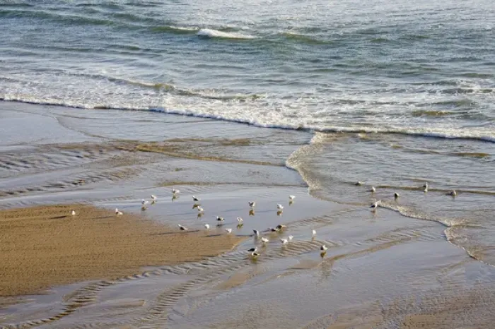 Framed Print : OR, Oregon Coast, Ecola State Park, Indian Beach, Sea gulls at the shore Framed Print : OR, Oregon Coast, Ecola State Park, Indian Beach, Sea gulls at the shore