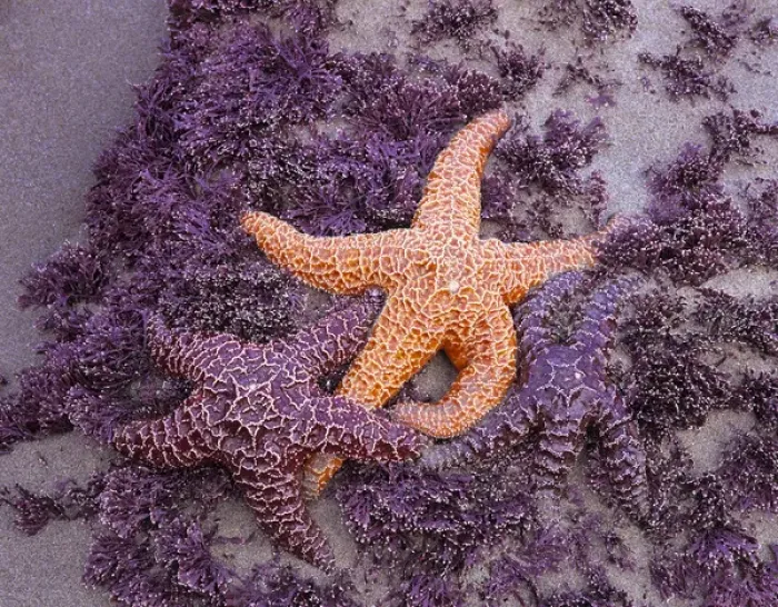Framed Print : OR, Oregon Coast, Ecola State Park, Ochre Sea Stars