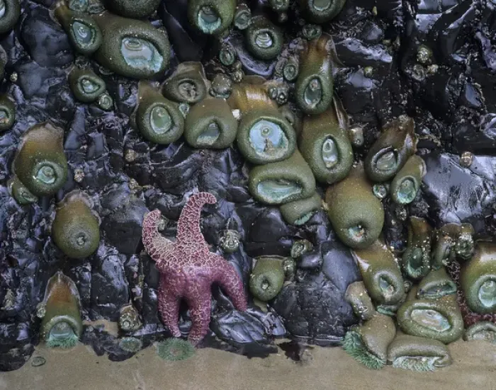 Framed Print : OR, Oregon Coast, Ecola State Park, Ochre sea stars and green sea anemones