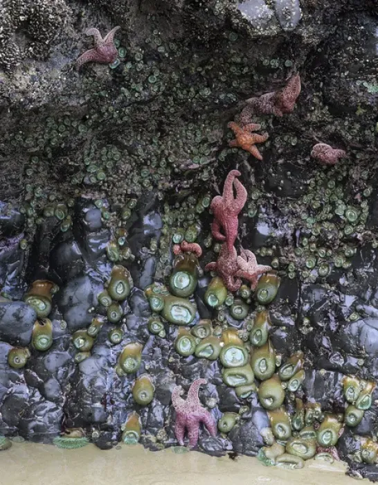 Framed Print : OR, Oregon Coast, Ecola State Park, Ochre sea stars and green sea anemones