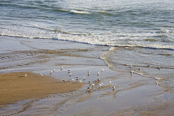 OR, Oregon Coast, Ecola State Park, Indian Beach, Sea gulls at the shore
